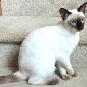 Meet your Posher, Dawn